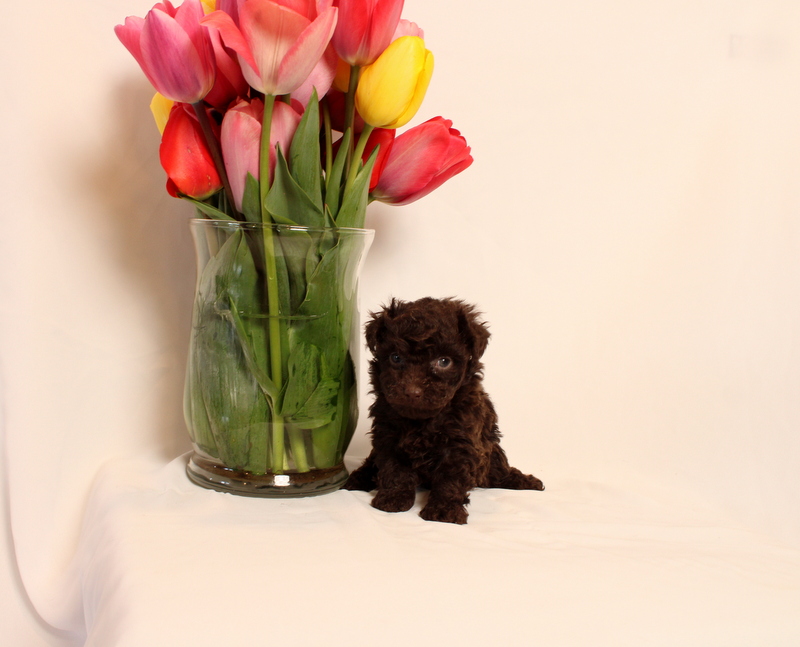 puppy, for, sale, Toy Poodle, Matthew B. Stoltzfus, dog, breeder, Gap, PA, dog-breeder, puppy-for-sale, forsale, nearby, find, puppyfind, locator, puppylocator, aca